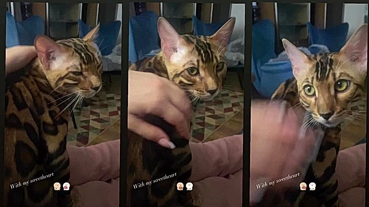 leaked onlyfans mode lNeringa Kriziute plays with her cat